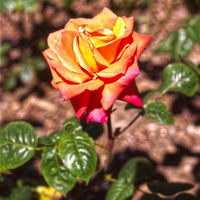 Rosa TROIKA