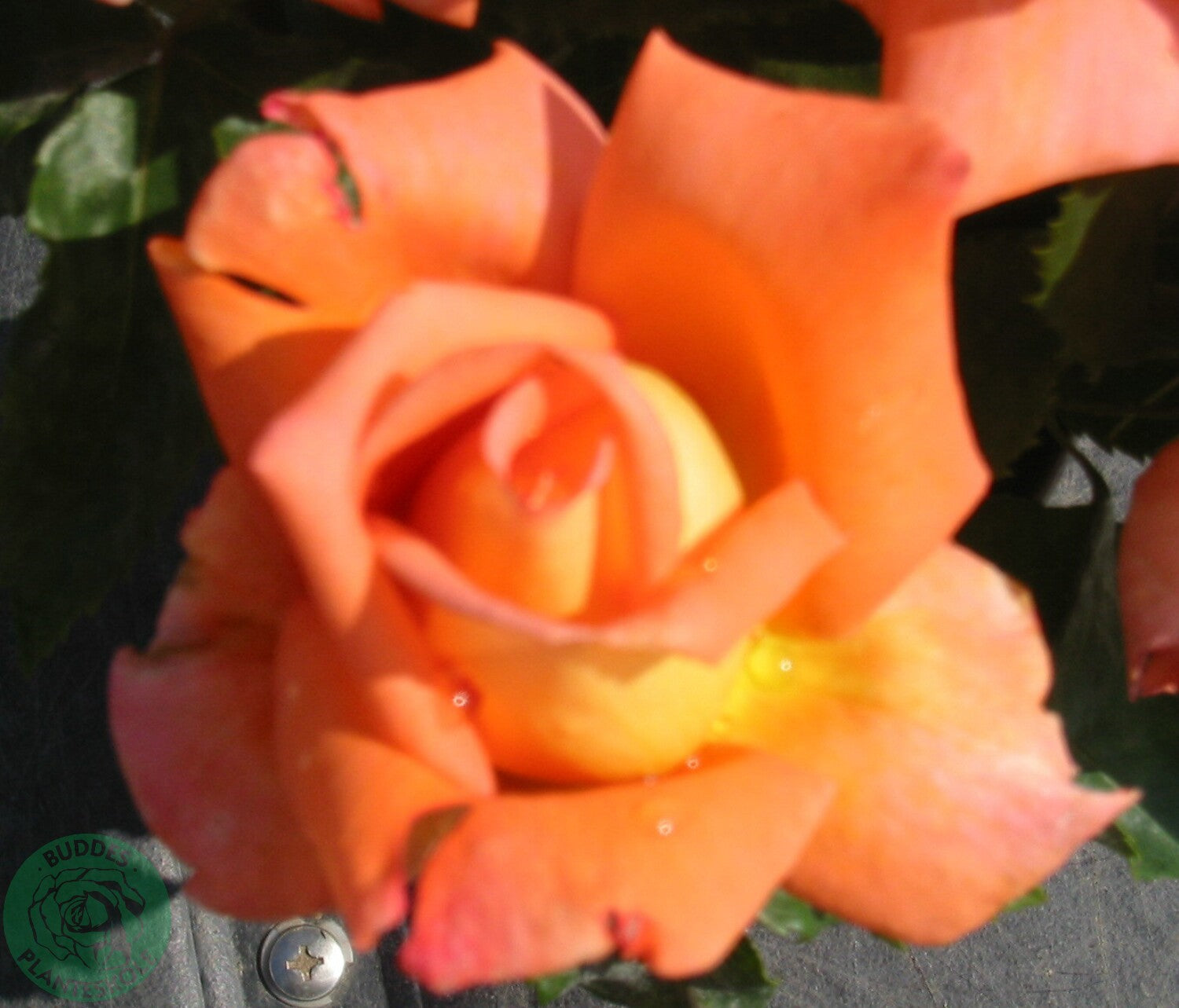 Rosa VICTOR BORGE