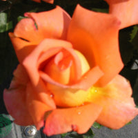 Rosa VICTOR BORGE