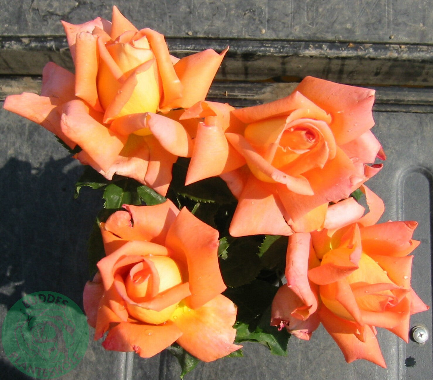 Rosa VICTOR BORGE