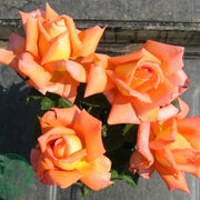Rosa VICTOR BORGE