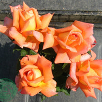 Rosa VICTOR BORGE