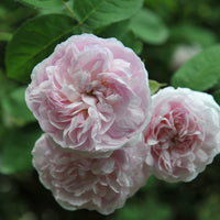 Rosa 'Maidens Blush'