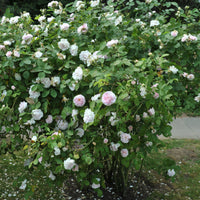 Rosa 'Maidens Blush'