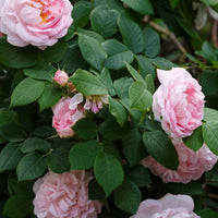Rosa 'Maidens Blush'