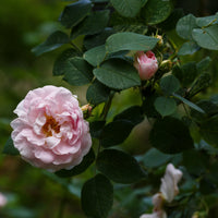 Rosa 'Maidens Blush'
