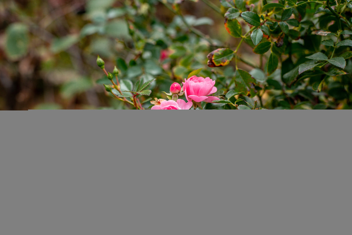 Rosa 'Pink Grootendorst'