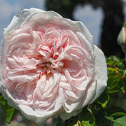 Rosa 'Souvenir de la Malmaison'