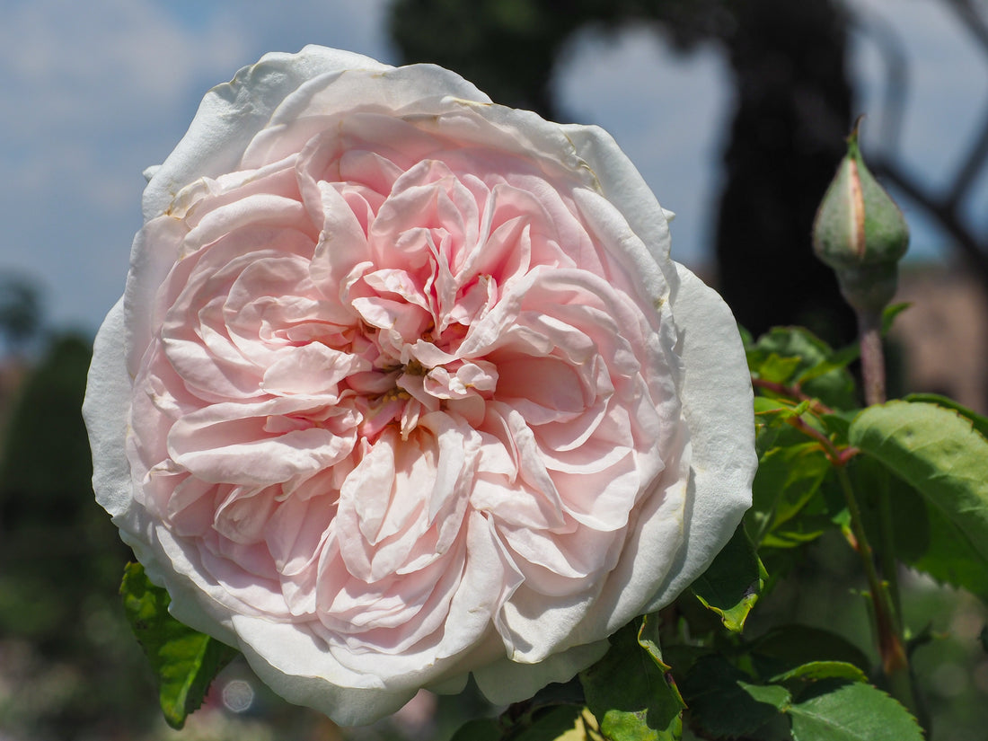 Rosa 'Souvenir de la Malmaison'