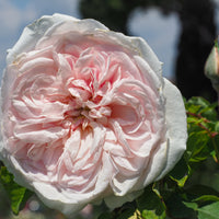 Rosa 'Souvenir de la Malmaison'