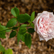 Rosa 'Souvenir de la Malmaison'
