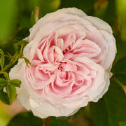 Rosa 'Souvenir de la Malmaison'