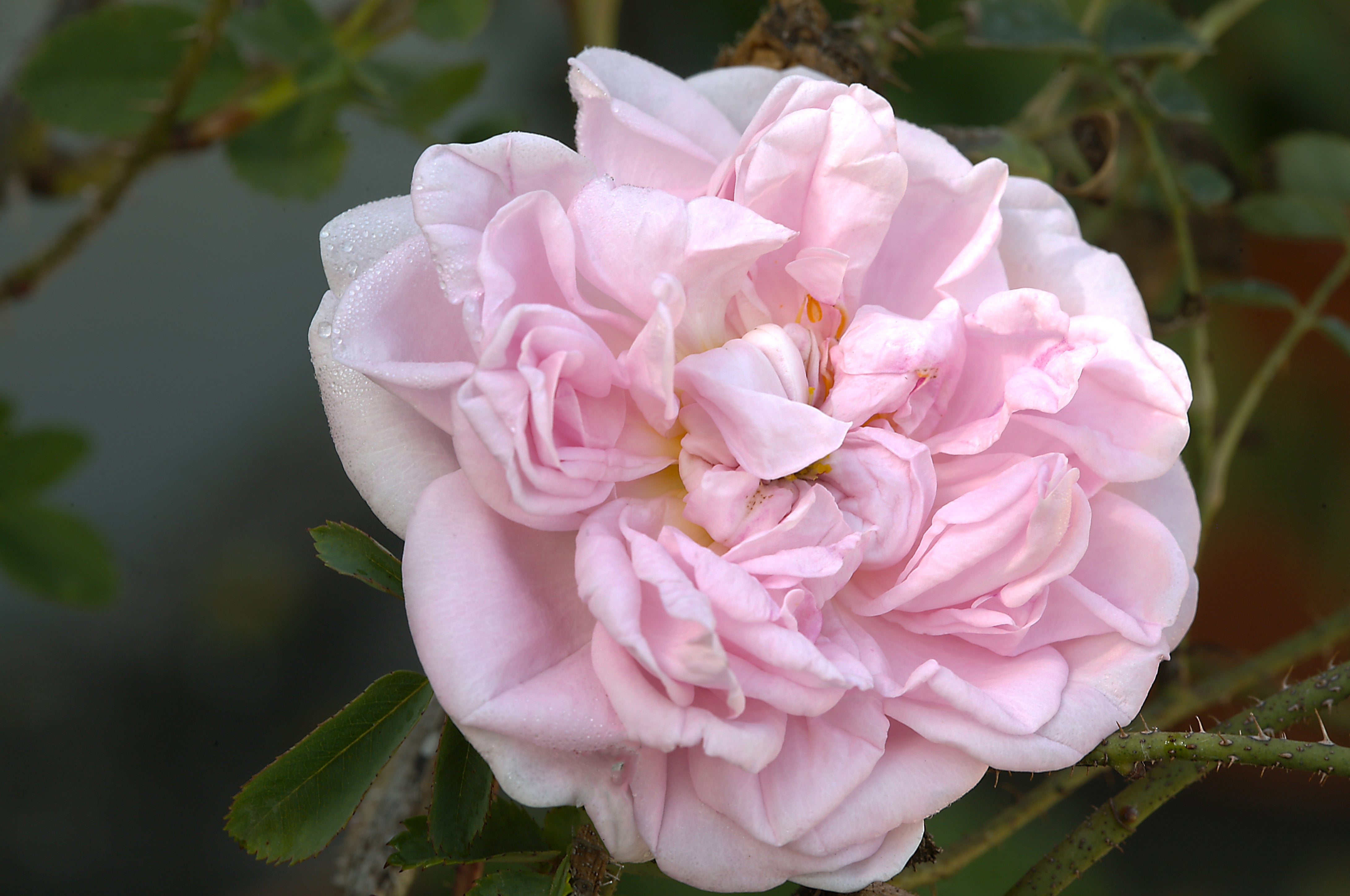 Rosa 'Stanwell Perpetual'