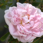 Rosa 'Stanwell Perpetual'