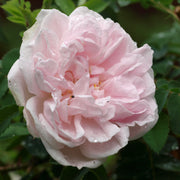 Rosa 'Stanwell Perpetual'