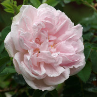 Rosa 'Stanwell Perpetual'