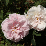Rosa 'Stanwell Perpetual'