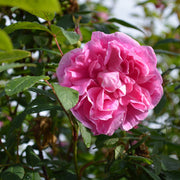 Rosa 'Thérèse Bugnet'
