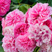 Rosa 'Thérèse Bugnet'