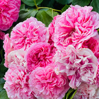 Rosa 'Thérèse Bugnet'
