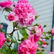 Rosa 'Thérèse Bugnet'
