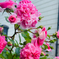 Rosa 'Thérèse Bugnet'