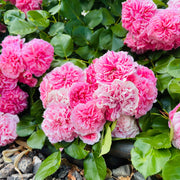 Rosa 'Thérèse Bugnet'