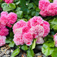 Rosa 'Thérèse Bugnet'
