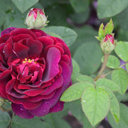 Rosa 'Tuscany Superb'