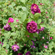 Rosa 'Tuscany Superb'