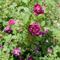 Rosa 'Tuscany Superb'