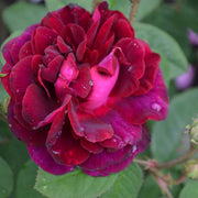 Rosa 'Tuscany Superb'